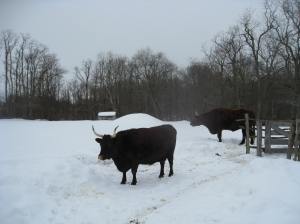 Devon cow at Coggeshall Farm