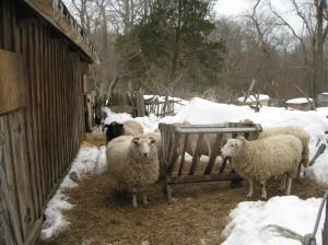More sheep at Coggeshall Farm