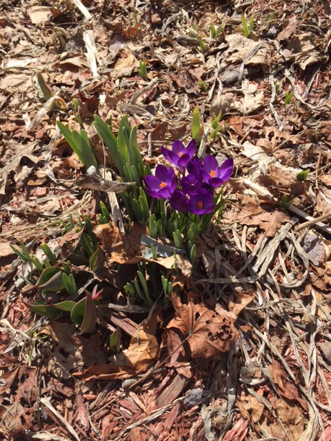 crocus April 1 (1)
