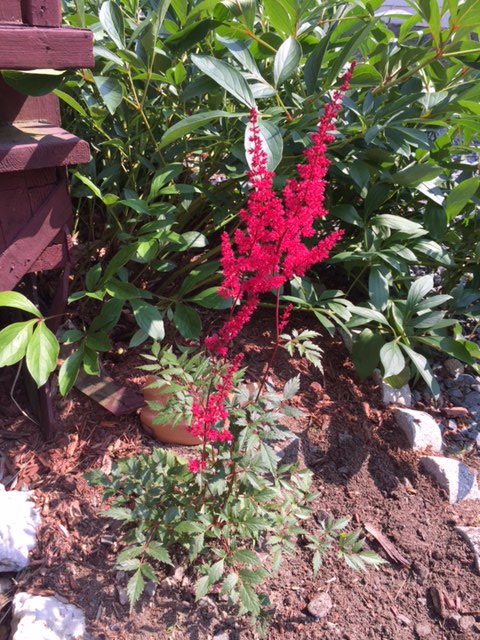 astilbe