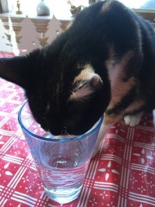 cat drinking my water