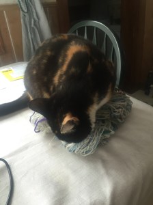 cat and yarn