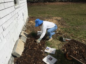 permaculture beginnings