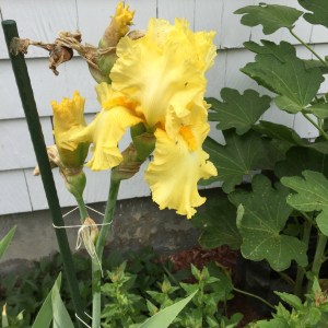 yellow iris