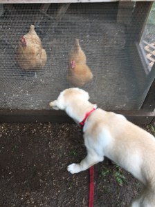 dog with chickens