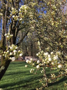 pear tree blossom