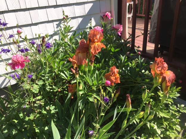 iris peony columbine june 2017