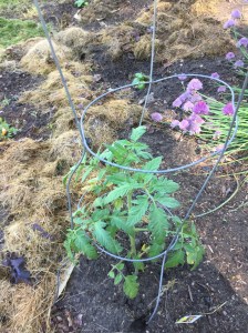 tomato plant june 2017